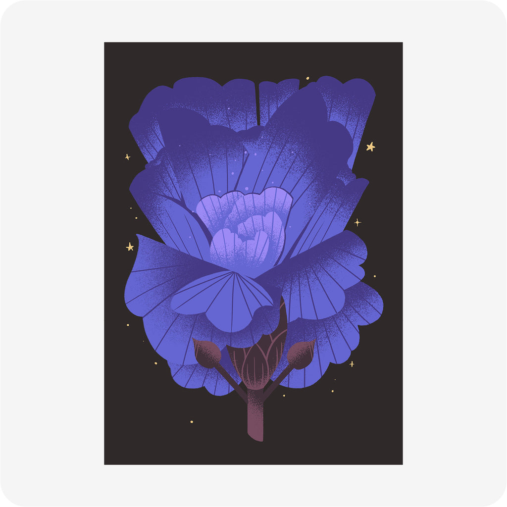 Carnation